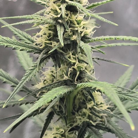 Stardawg #1  growlog timeline photo