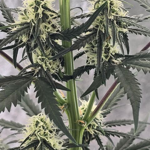 Stardawg #1  growlog timeline photo
