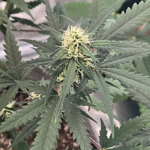 Stardawg #1  growlog timeline photo