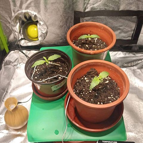 Black Domina growlog photo: En la noche regar 
