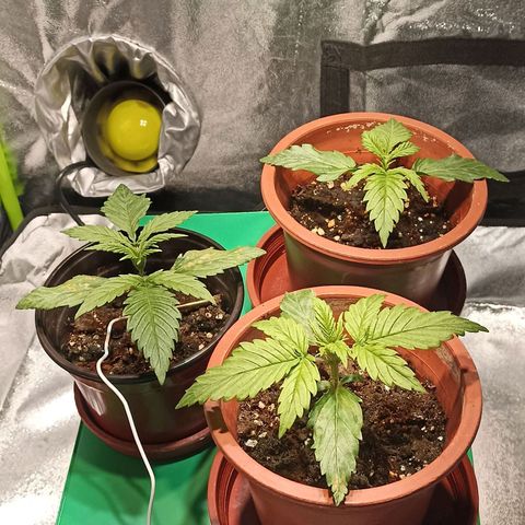 Black Domina growlog photo: Me pase con el fertilizante deeper underground 