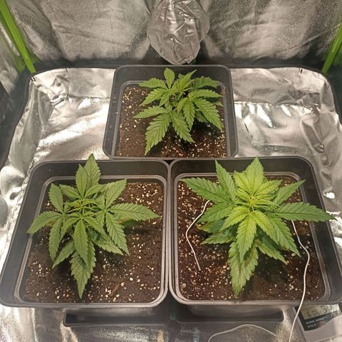 Black Domina growlog timeline photo
