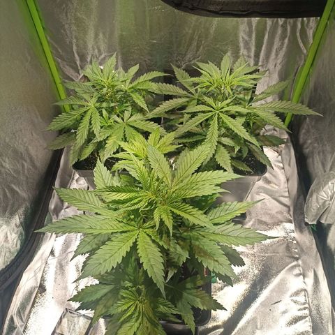 Black Domina growlog timeline photo