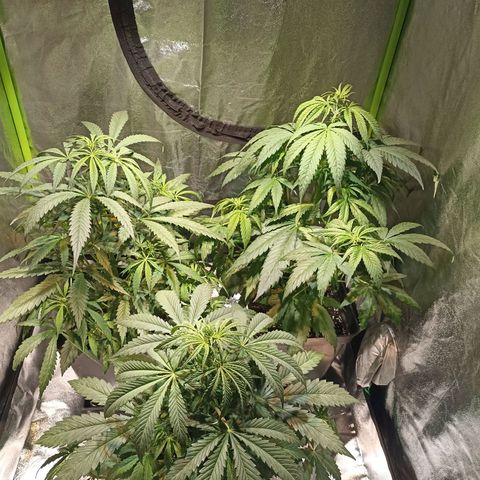 Black Domina growlog timeline photo