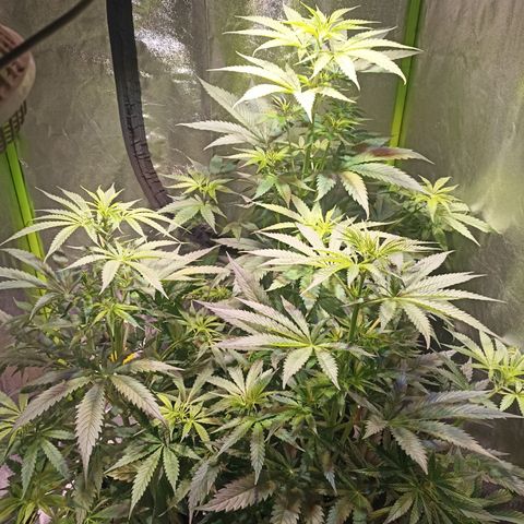 Black Domina growlog timeline photo