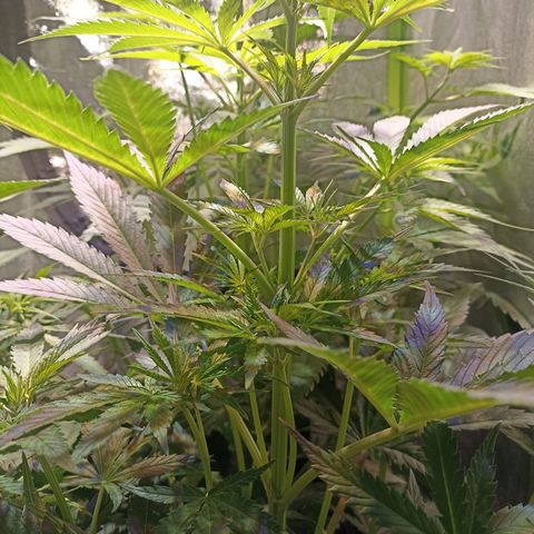 Black Domina growlog timeline photo