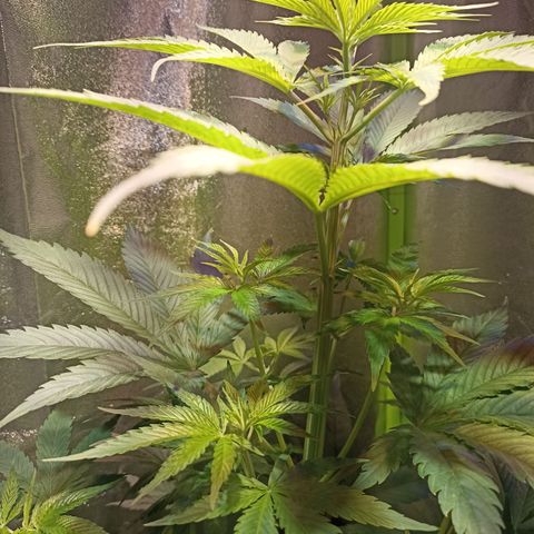 Black Domina growlog timeline photo