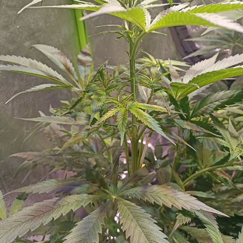Black Domina growlog timeline photo