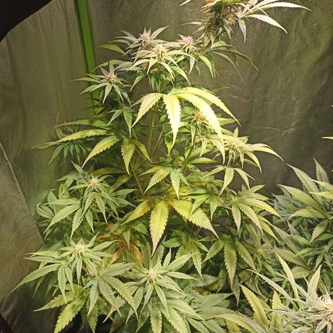 Black Domina growlog timeline photo