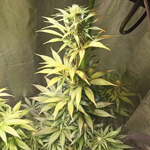 Black Domina growlog timeline photo