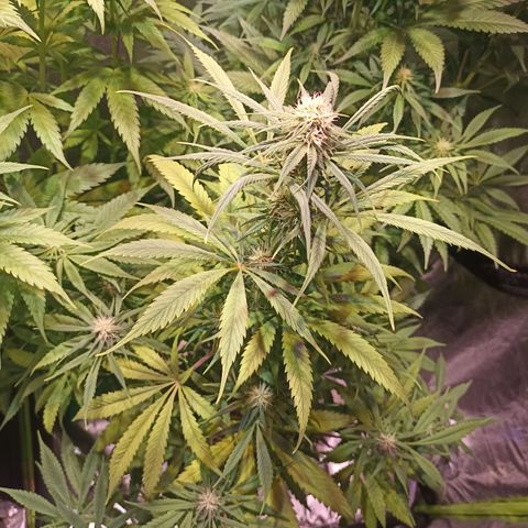 Black Domina growlog timeline photo