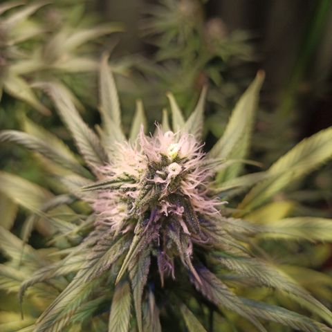 Black Domina growlog timeline photo