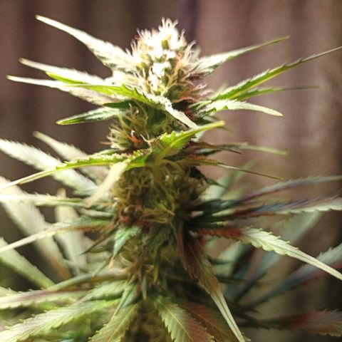 Black Domina growlog timeline photo