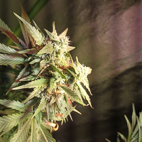 Black Domina growlog timeline photo