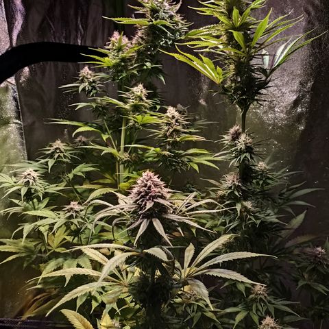 Black Domina growlog timeline photo