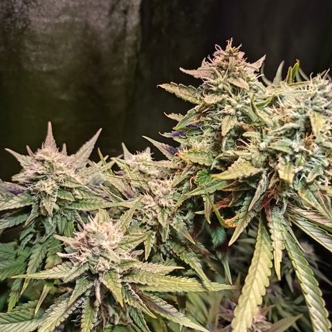 Black Domina growlog timeline photo