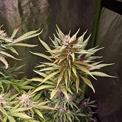 Black Domina growlog timeline photo