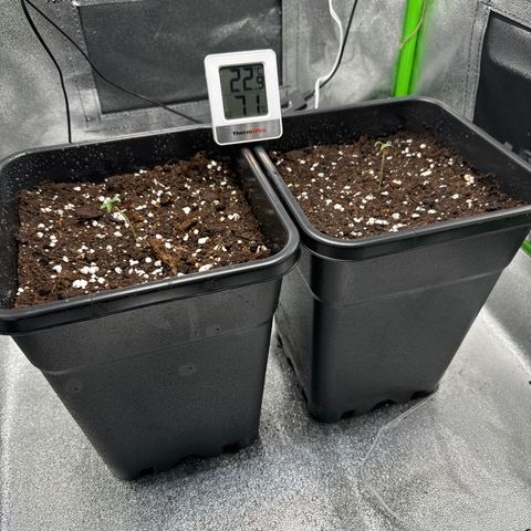 White Widow Automatic growlog timeline photo