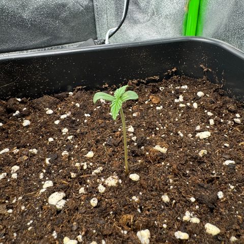 White Widow Automatic growlog timeline photo