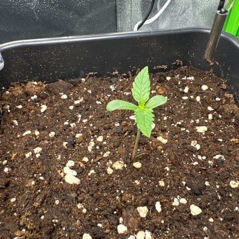 White Widow Automatic growlog timeline photo