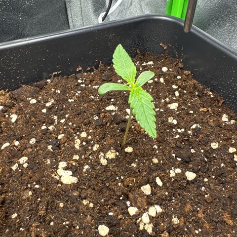 White Widow Automatic growlog timeline photo