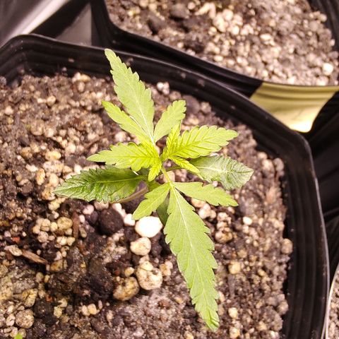 Sweet 2 growlog timeline photo