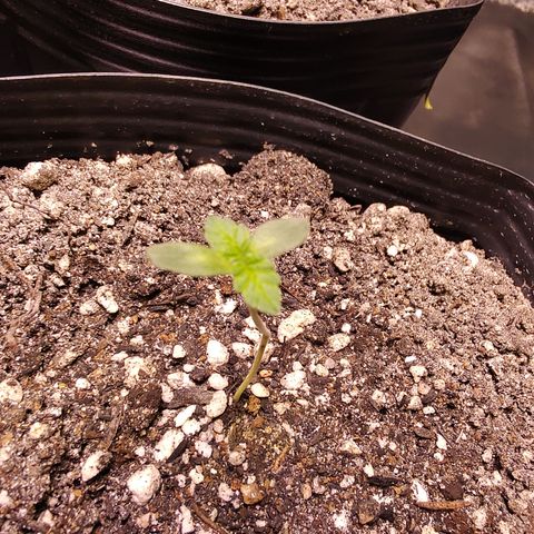 24k 2 growlog timeline photo