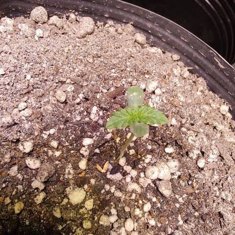 24 k growlog timeline photo