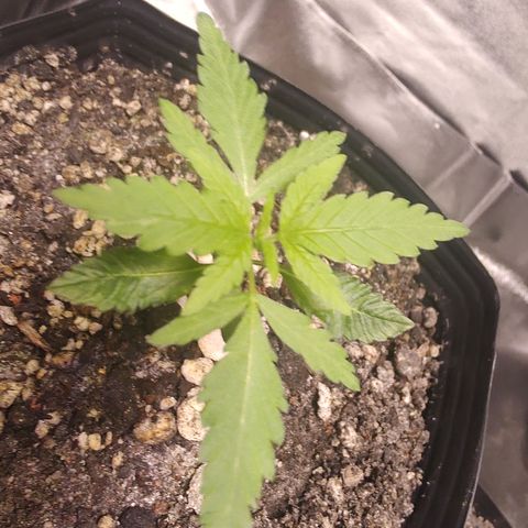 Sweet 2 growlog timeline photo