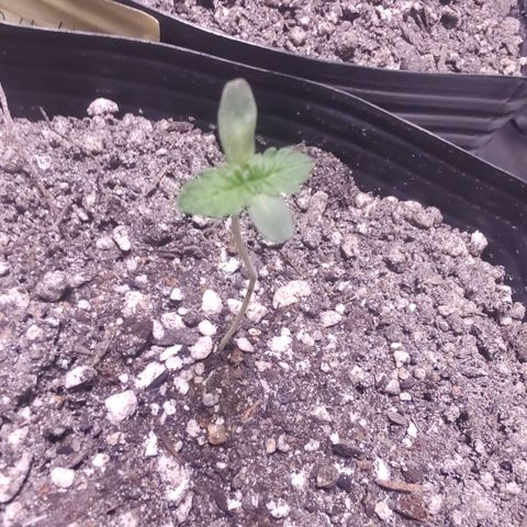 24k 2 growlog timeline photo