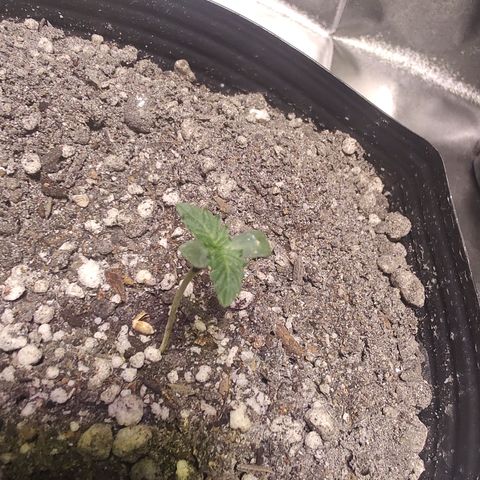24 k growlog timeline photo