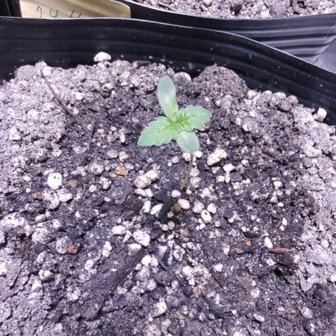 24k 2 growlog timeline photo