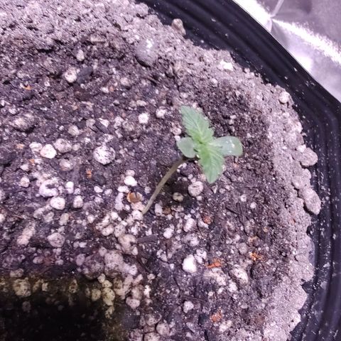 24 k growlog timeline photo
