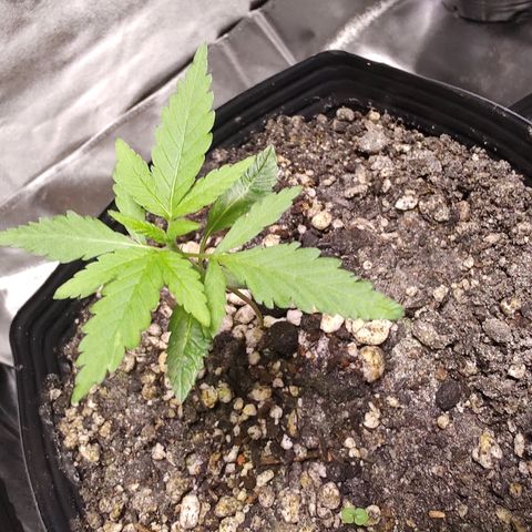 Sweet 2 growlog timeline photo
