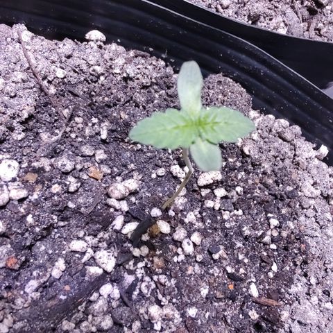 24k 2 growlog timeline photo