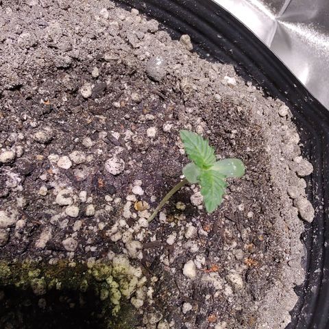 24 k growlog timeline photo