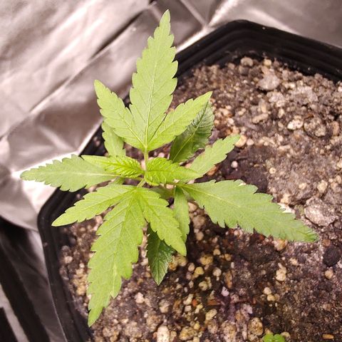Sweet 2 growlog timeline photo