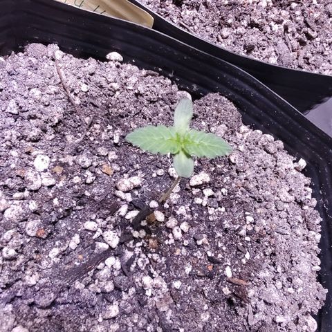 24k 2 growlog timeline photo