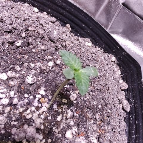 24 k growlog timeline photo