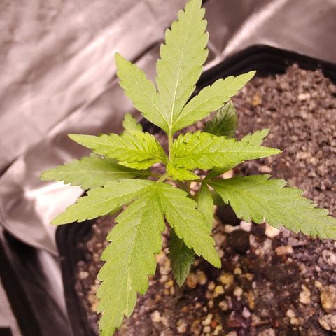 Sweet 2 growlog timeline photo