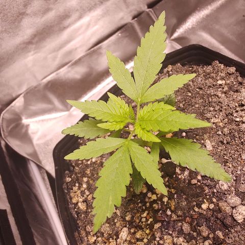 Sweet 2 growlog timeline photo