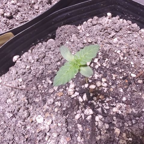 24k 2 growlog timeline photo