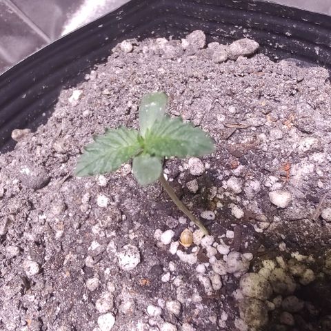 24 k growlog timeline photo