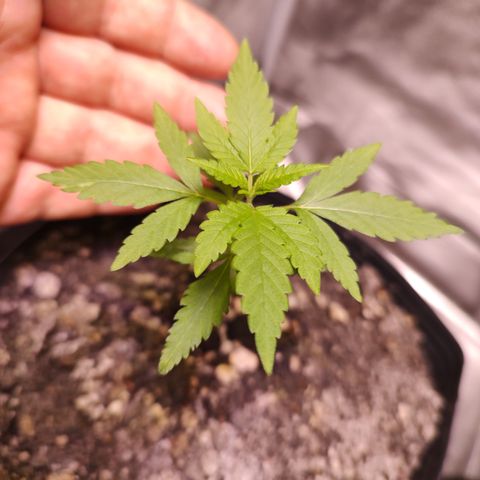 Sweet 2 growlog timeline photo
