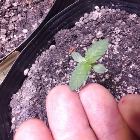 24k 2 growlog timeline photo