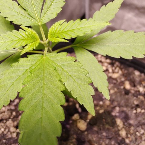 Sweet 2 growlog timeline photo