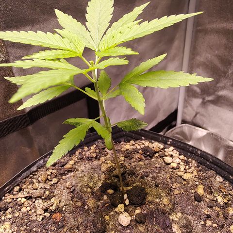 Sweet 2 growlog timeline photo