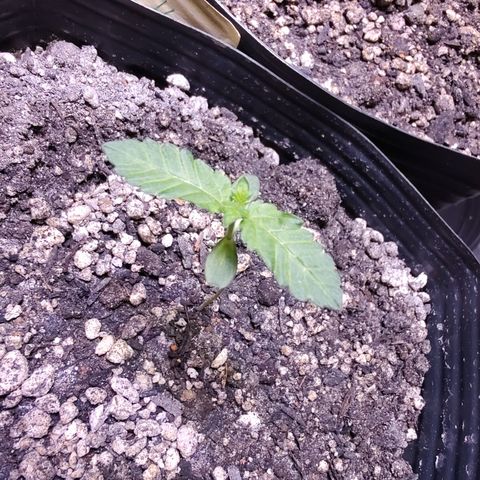 24k 2 growlog timeline photo
