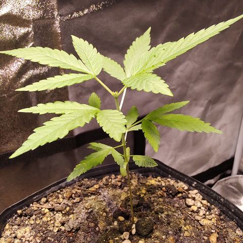 Sweet 2 growlog timeline photo