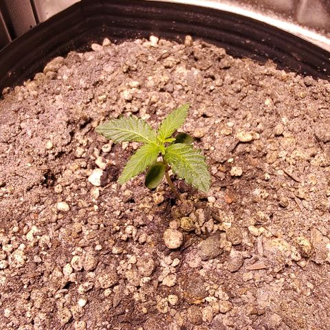 24 k growlog timeline photo